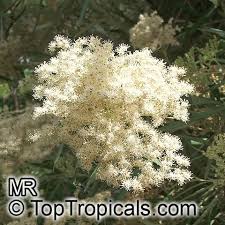 Image result for Buddleja saligna