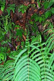 Image result for Pseudocyclosorus