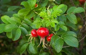 Image result for Rosaceae