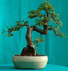 What is the best indoor bonsai tree for beginners? Best Indoor Bonsai Trees Bonsai Tree Gardener