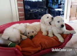 See more of golden retriever puppies in michigan. Golden Retriever Puppies Pets For Sale In Albuquerque New Mexico Usadscenter Com Mobile 199127