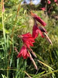 Image result for Dierama formosum