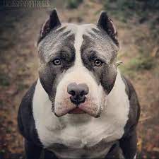 pin on american staffordshire terrier