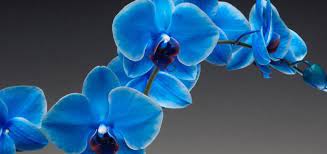Delivery and installation available in naples, golden gate and estero. Banjong Orchids Orchid Grower In Miami Fl 33170
