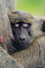 Olive Baboon Baby Feeding South Africa Wildlife Africa Wildlife African Wildlife