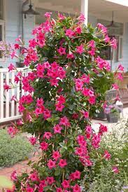 Sun Parasol Original Pink Mandevilla Plant Planting Flowers Plants Flowering Vines