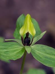 These gorgeous flowers have a variety of colors on one plant, ranging. Tennessee Trillium