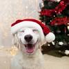 Megan murray is a houston photographer specializing in pet portraits, family photography, headshots, and personal branding. Https Encrypted Tbn0 Gstatic Com Images Q Tbn And9gcs1s0yzfpqkbrsamoxypcn Mjzeb5bfhstnkeeg8e6tiprq8qce Usqp Cau