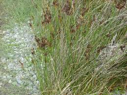 Image result for Juncus kraussii