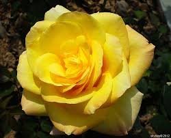 Our desire to build good and lasting friendships is often undermined by a lack of focus on what friendship should really be about. Yellow Rose Flower Symbols Of Friendship And Caring Photo Trap