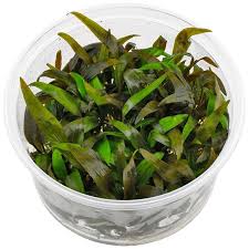 Planting for your cryptocoryne beckettii. Cryptocoryne Wendtii Tropica Aquasabi Aquascaping Shop