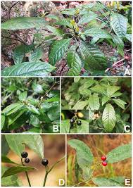 Image result for Chazaliella abrupta