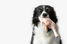 Can Dogs Eat Fried Chicken Bones New Daily Offers Gotechcraft In