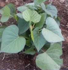 We did not find results for: Okinawan Sweet Potato 3 Slips Aka Hawaiian Sweet Potato Uala Buy Online In Bahamas At Bahamas Desertcart Com Productid 217442867