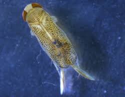 Image result for Thecacoris trichogyne