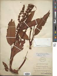 Image result for Rumex ruwenzoriensis