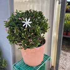 Image result for Jasminum multipartitum