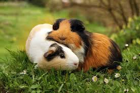 Nowadays, most domestic guinea pigs live in cages with soft bedding on the bottom and plenty of artificial hiding places. Guinea Pigs Are The True Social Butterflies Of Pocket Pet World The Islander Kingscote Sa