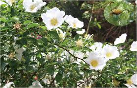 Image result for Rosa laevigata