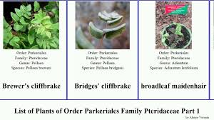 Image result for Antrophyum mannianum