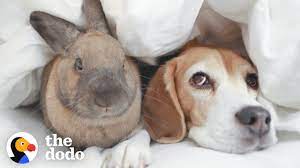 There are wide variety of rabbit breeds and, just like dogs, they can have a variety of personalities. Beagle And Bunny Are Basically Sisters The Dodo Youtube