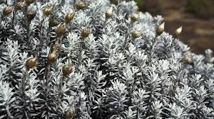 Image result for Helichrysum nitens