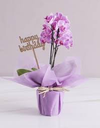 Pink Midi Birthday Orchid In Wrapping Bunga Eksotis Anggrek Kartu Ulang Tahun Over 22,924 happy birthday posts sorted by time, relevancy, and popularity. pink midi birthday orchid in wrapping