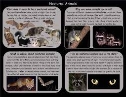 Birds are listed separately in the list of nocturnal birds. Ivy Kids Kit Night Animals Nocturnal Animals Nocturnal Animals Activities Kits For Kids