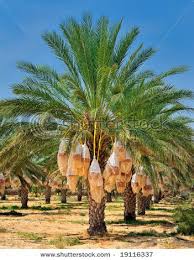 A pineapple palm tree fruit tray will be the star of the show at your next summer bbq or party! Date Palm Tree Before Harvesting Dates Tree Palm Tree Fruit Trees To Plant
