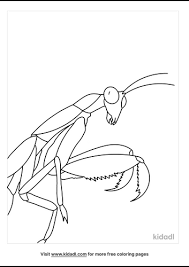 Praying mantis clip art realistic insect coloring page black and white iris. Praying Mantis Coloring Pages Free Bugs Coloring Pages Kidadl