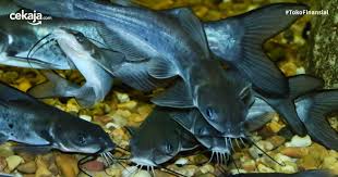 Cara agar kolam lele tidak bau dapat melakukan langkah berikut: Mengenal Budidaya Ternak Ikan Lele Biofolk Yang Bebas Bau Amis