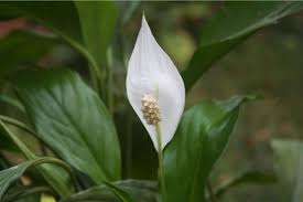 11 reasons for peace lily leaves turning yellow. Peace Lily Plant And Flower How To Grow And Care For Beginners Florgeous