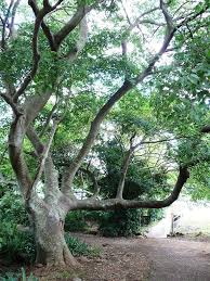 Image result for Celtis africana