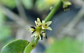 Image result for Pauridiantha paucinervis
