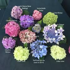 The let's dance hydrangea series represents the next generation of reblooming hydrangea. Spokane Master Gardener Foundation Hydrangea Varieties What Are You Growing In Your Garden Hydrangeas Are Extremely Vigorous Long Lived Shrubs That Offer Varied And Extravagant Blooms Throughout Summer And Into Fall When Many