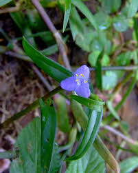 Image result for Cyanotis axillaris