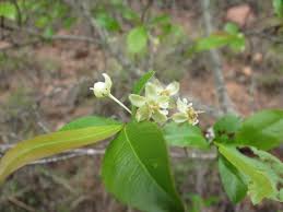 Image result for Brackenridgea