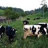Penggunaan hasil ternakan bagi daging ayam atau itik dari tahun 2005 hingga 2014 sentiasa meningkat. 1