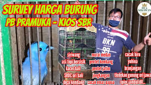 Daftar harga burung decu, gacor, bahan, kembang, mini, jantan dan berbagai macam jenisnya, mulai harga termurah hingga harga yang paling mahal. Survey Harga Burung Pasar Pramuka Kios Sbr Gudangnya Burung Unik Dan Langka Youtube