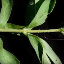 Image result for Clerodendrum ternatum