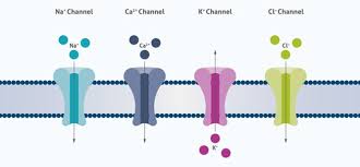 Ion Homeostasis Proteintech Group