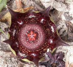 Image result for Duvalia polita