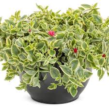 Image result for Mezoneuron welwitschianum