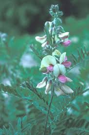 Image result for Tephrosia polystachya
