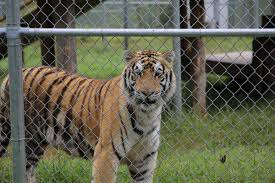 Visit the ranch of dreams! Abandoned Tiger Now Calls Murchison Ranch Home Tylerpaper Com