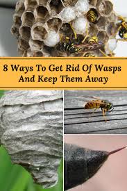Use the smallest nozzle in your vacuum cleaner to keep carpenter bees away from your wooden furniture. 8 Ways To Get Rid Of Wasps And Keep Them From Returning Home And Gardening Ideas