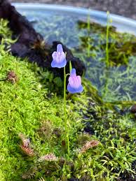 Image result for Urelytrum