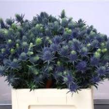 Philod Saint Tropez Verdeata Flori De Vanzare Plants Floral Design Floral