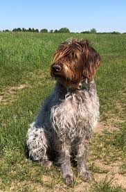 Foggy gap griffons is the home of gorgeous wirehaired pointing griffons that love to hunt. What S New Norling Rise We Are All About Wirehaired Pointing Griffons
