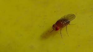 how to get rid of fruit gnats/flies in